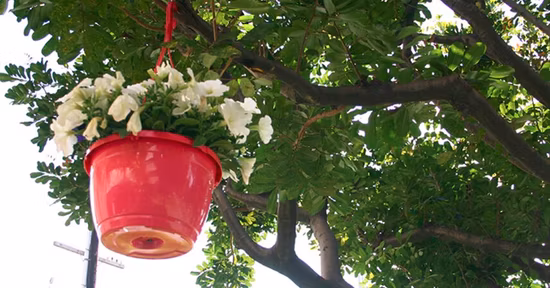 10,25 Zoll Durchmesser Kunststoff-Hängekorb, Gewächshaus