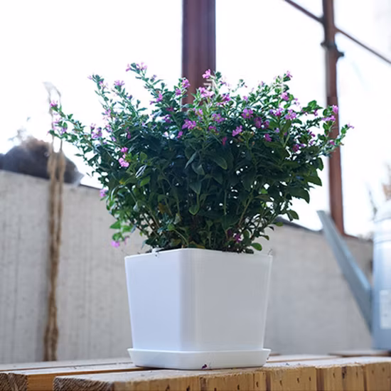 Kunststoff-Garten-Blumentopf, rund, vieleckig, quadratisch, mit Tablett, für den Innenbereich, kleine Kinderzimmerpflanze